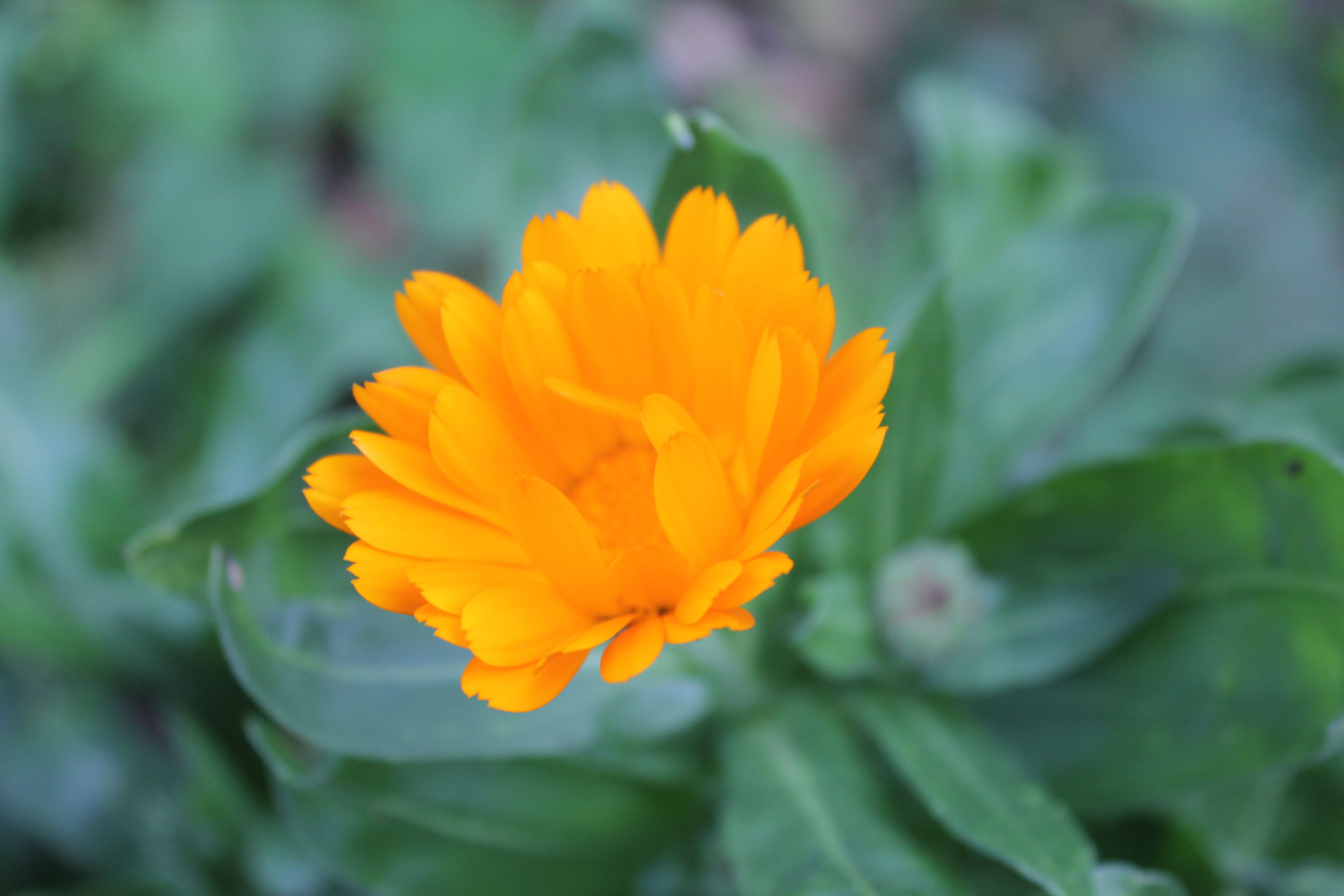 Souci calendula