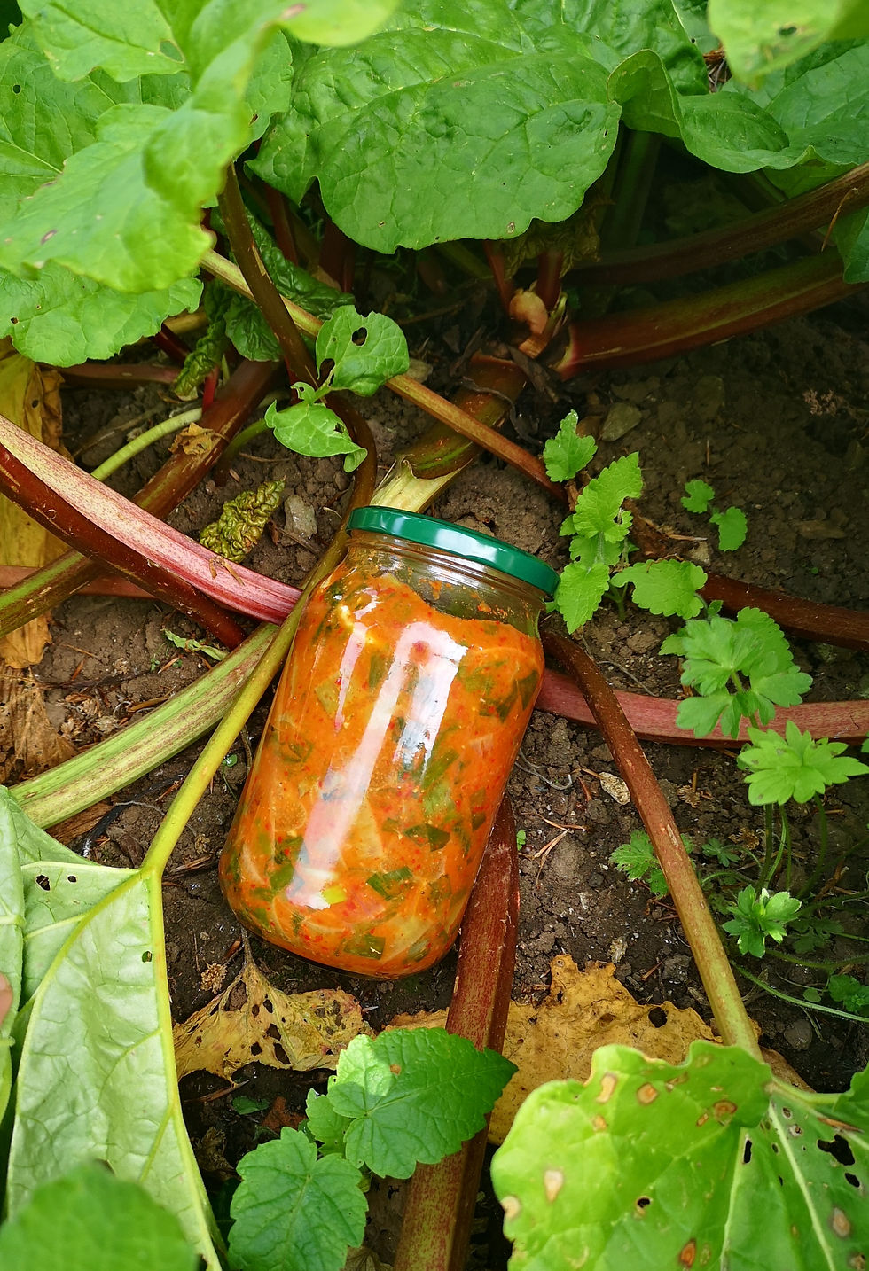 Rhubarb Kimchi jar sitting in a patch of rhubarb
