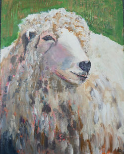 Sheep A