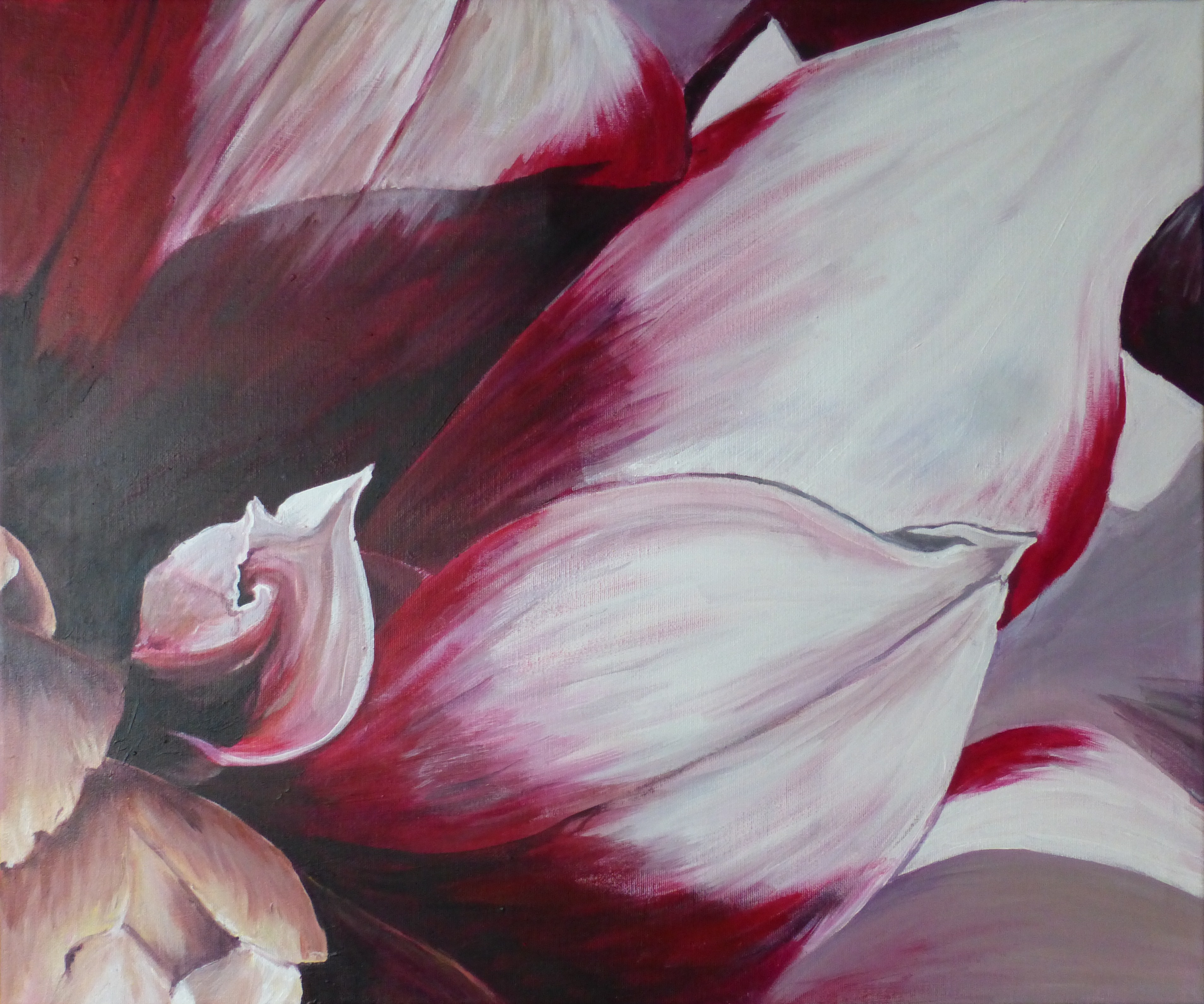 Red and White Dahlia by Audrey Bowli