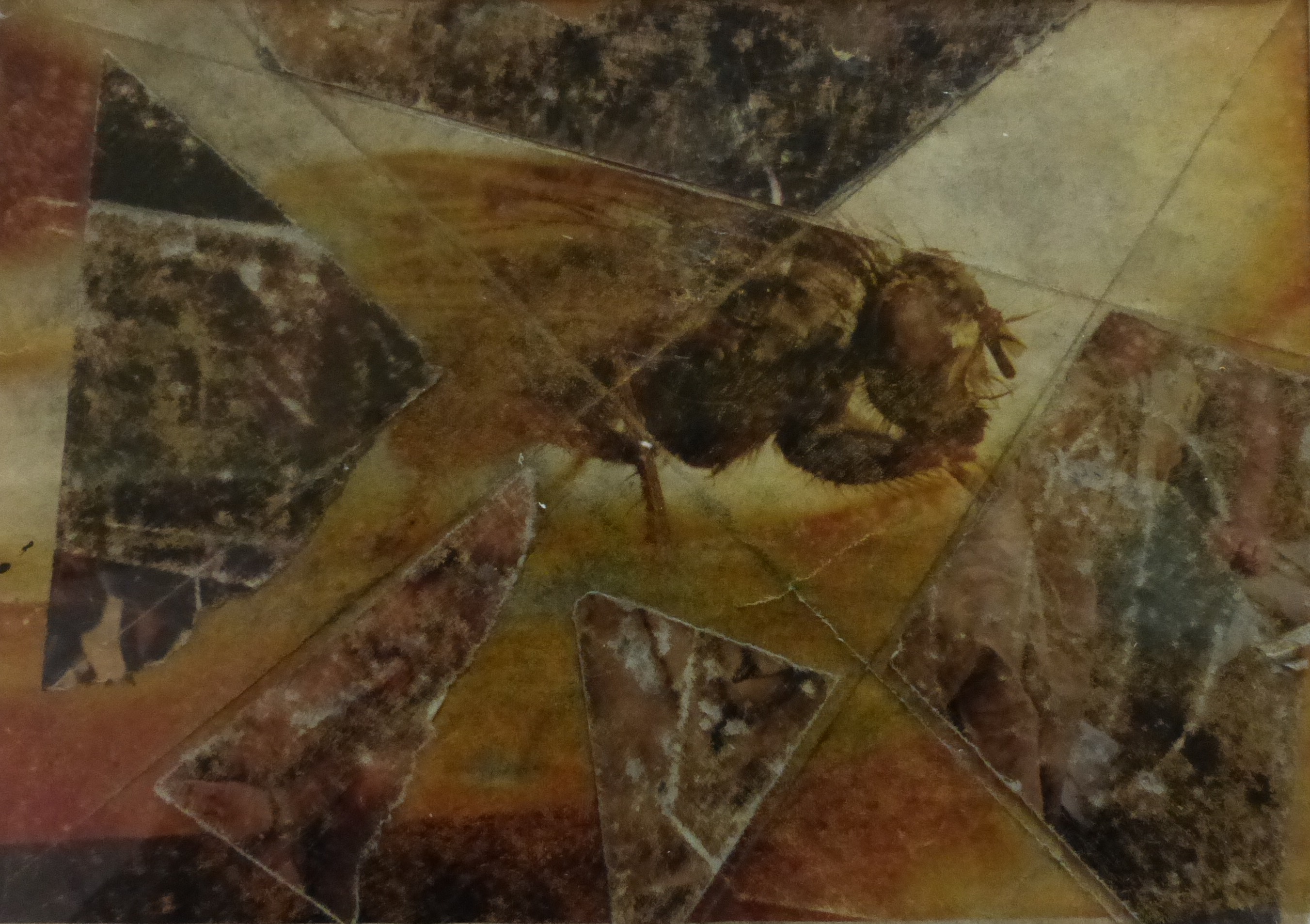 Fly