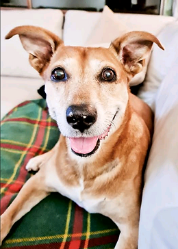 Fynn on green blanket.png