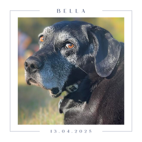 Bella