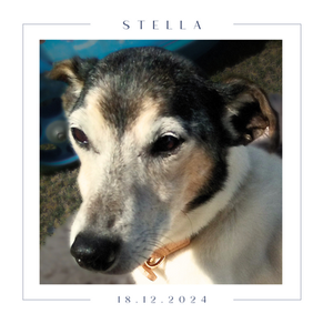 Stella