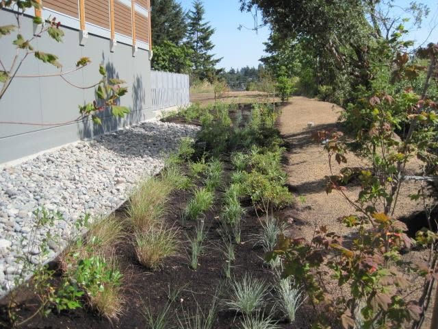 Rain garden with native plantings and grasses