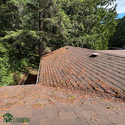 leaves gathered up in a roof valley on a shingle roof in british columbia