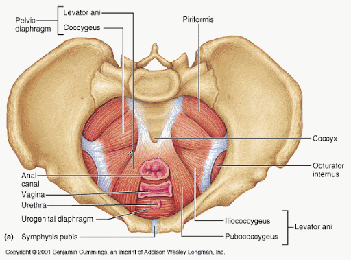 Pelvic floor physiotherapy - pic 2.gif