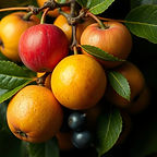 FRUITS.jpg