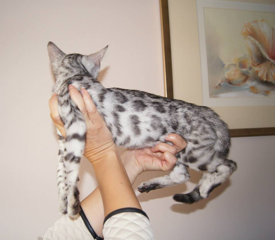 STORM 13 weeks old girl