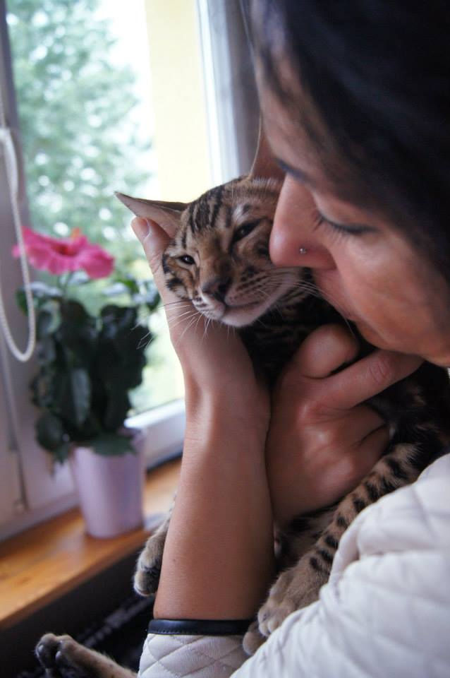 SABRETOOTH 13 weeks old boy