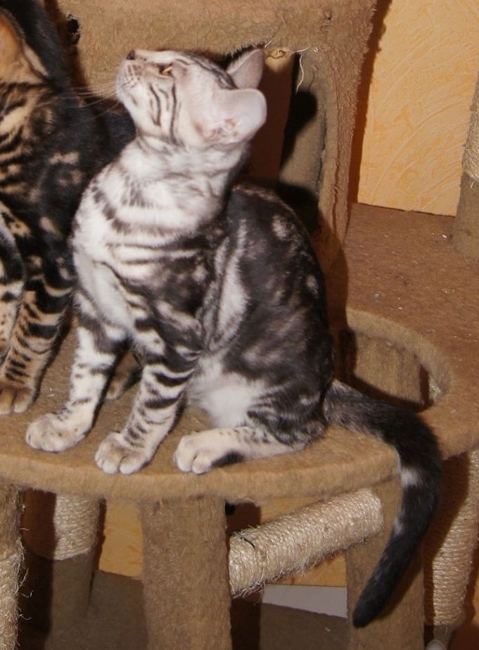 SHADOWCAT 13 weeks old girl