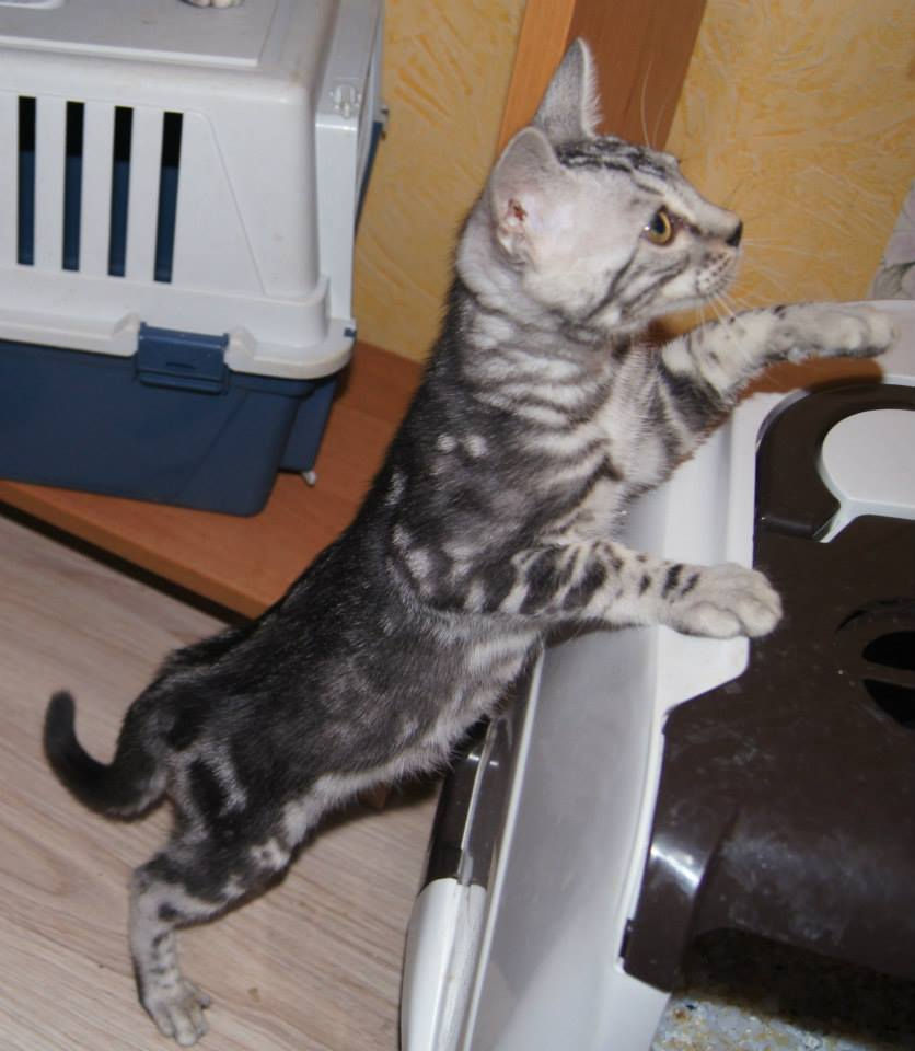 SILVERCLAW 13 weeks old boy