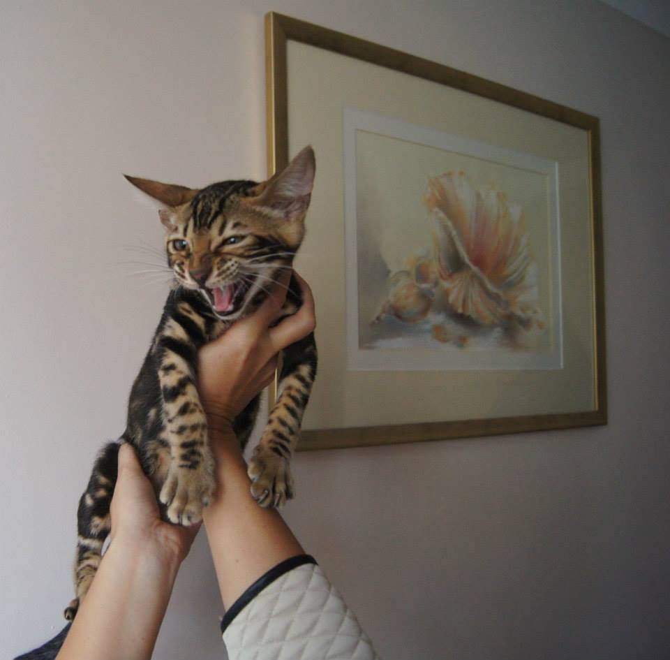 SABRETOOTH 13 weeks old boy