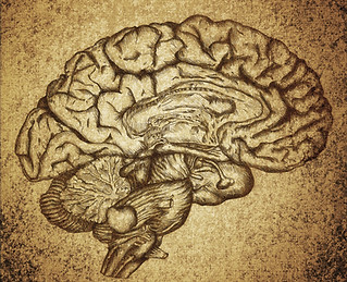Brain Sketch_edited.jpg脳科学ピアノレッスン