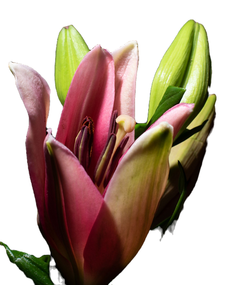 Lilies _edited_edited_edited.png