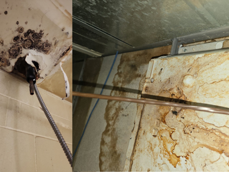 What Are the Most Common Causes of Water Damage Restoration Windsor CO?