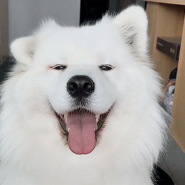 giphy.gif