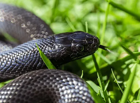 King Snake