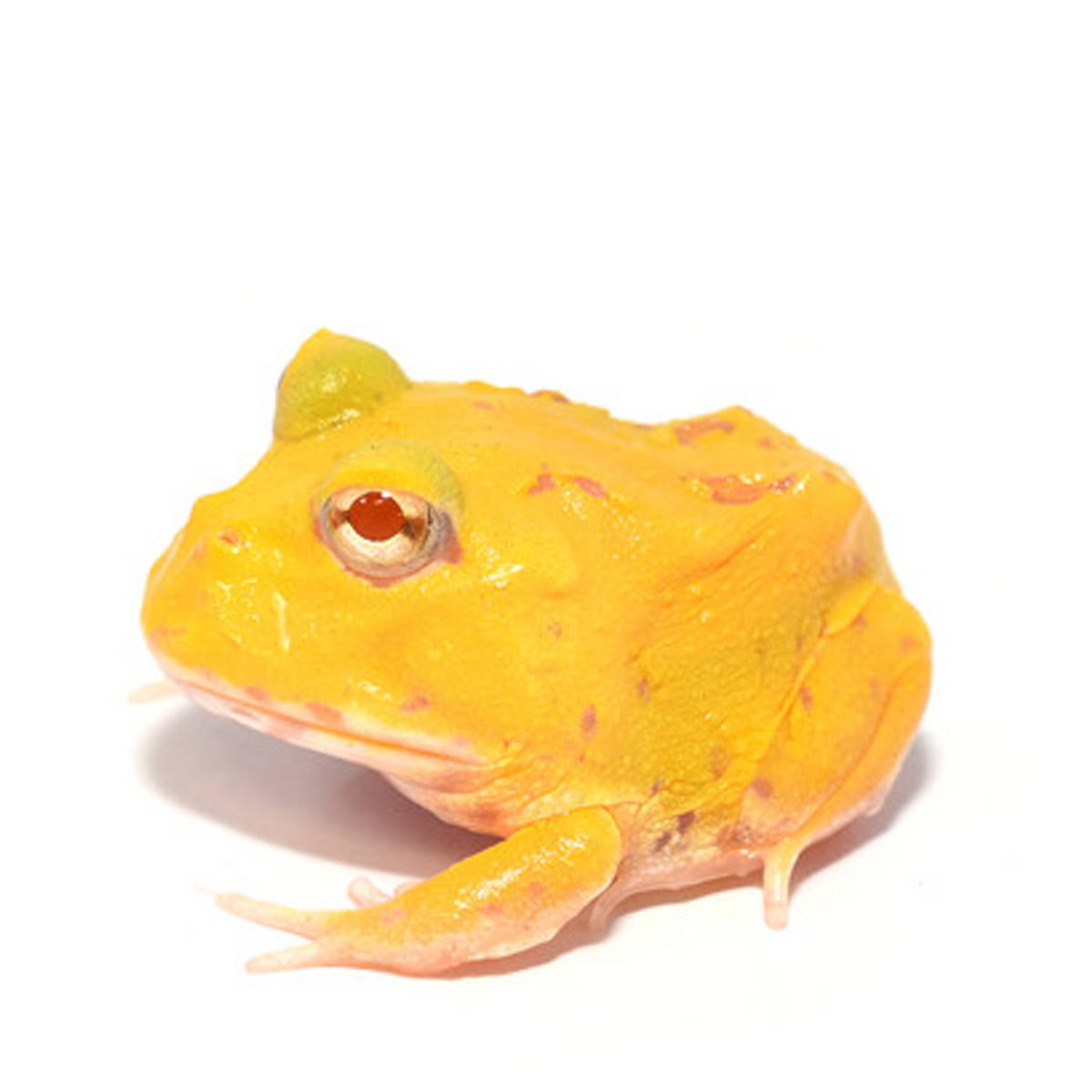 pikachu_edited.png