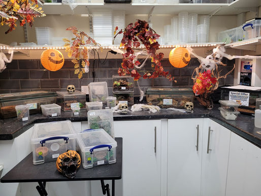 Our Reptile Extravaganza's