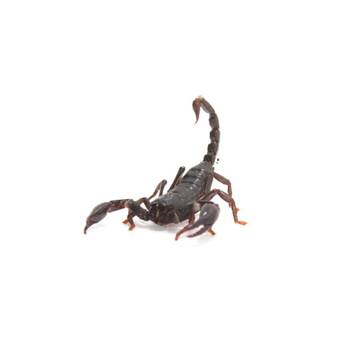 Asian-Forest-Scorpion.jpg