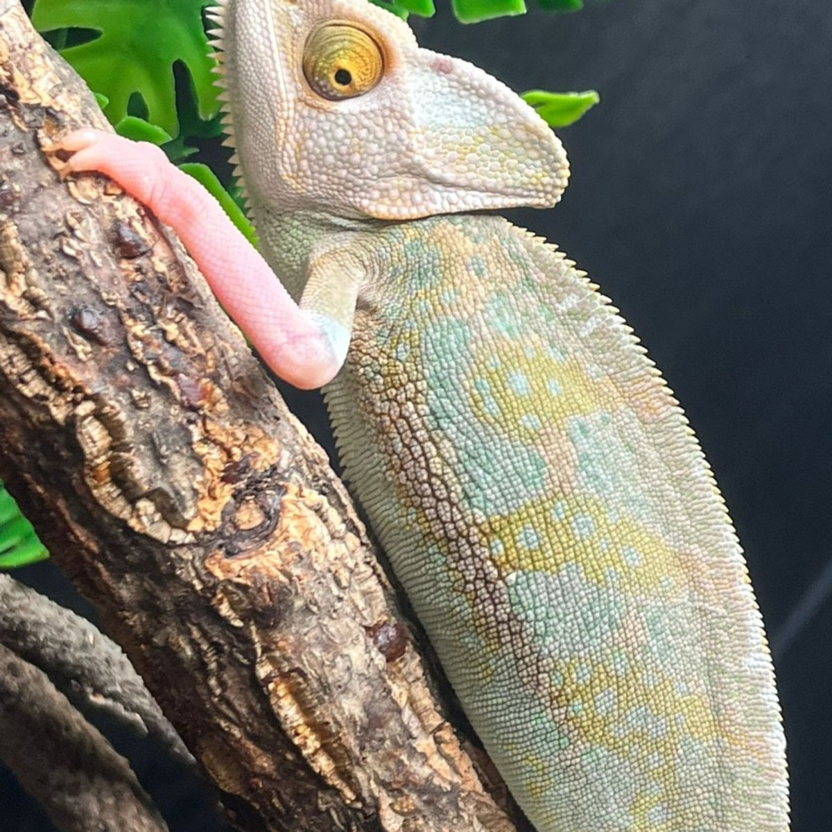 male 2.JPG