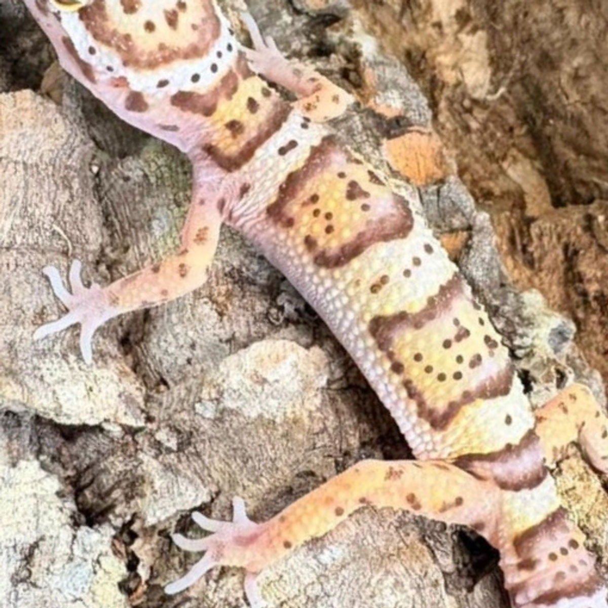 albino ms 3_edited.jpg