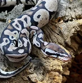 Mark | Birmingham Reptiles