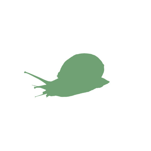 Feeder Snails Pre-pack Medium | Birmingham Reptiles