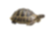 Young and Larger Tortoises