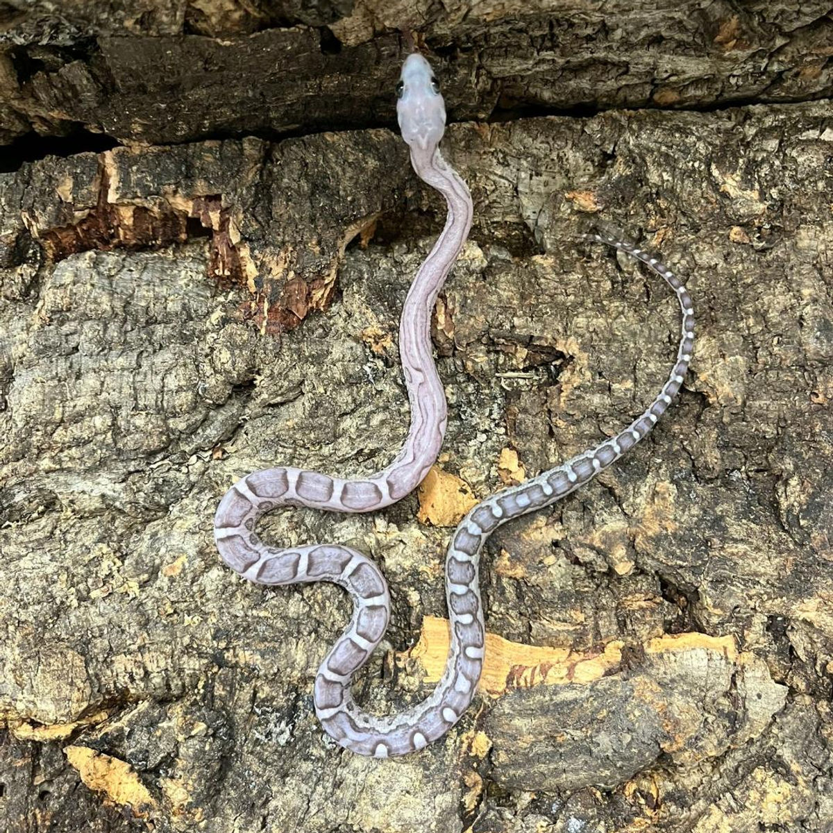 anery scless 7.jpeg