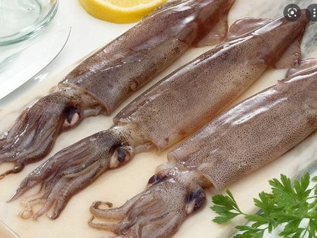 🌊 FROZEN SQUID 🦑