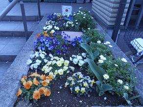 春の花壇~集いの公園・宮山公園