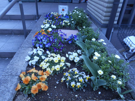 春の花壇~集いの公園・宮山公園