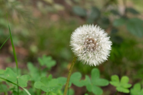Diente de león al detalle con follaje de fondo.