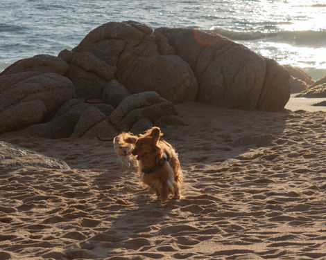 dos perros jugando durante el atardecer en Reñaca.