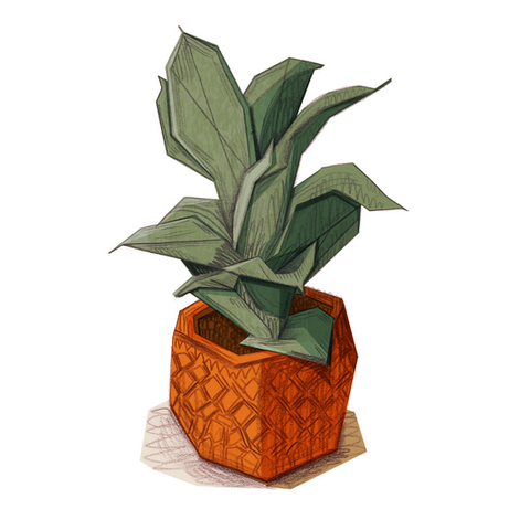 Snakeplant