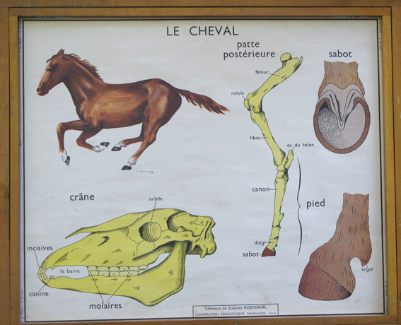 6 le cheval.gif