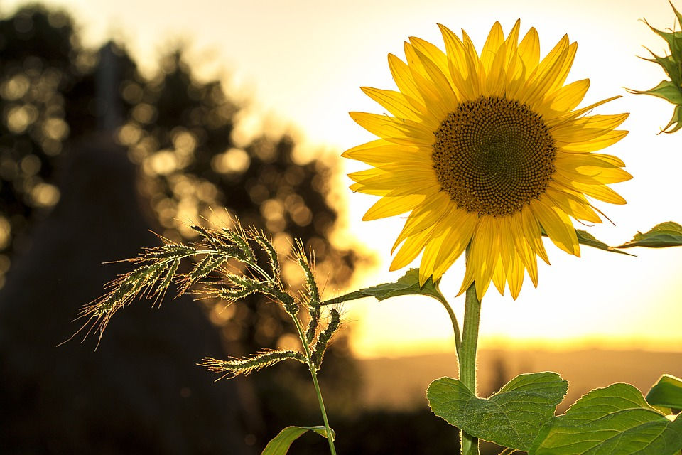 cheery sunflower with sun glowing through it from behind / How to Enjoy Rainy Days Even If You Hate Rain / www.HoneycombOasis.com