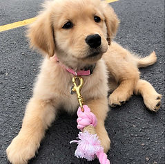 Golden Retriever 