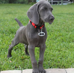 Weimaraner