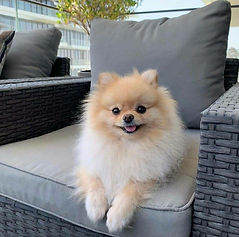 Pomerania