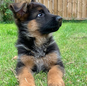 Venta de cachorros de Raza | Criadero Imperial Pets