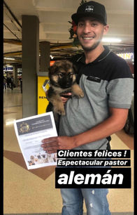 perros de raza - Criadero Imperial Pets