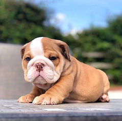 Bulldog Ingles