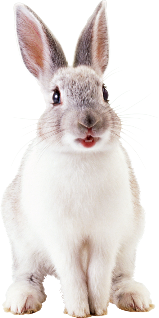 Sanitario natural para mascotas | Cespet