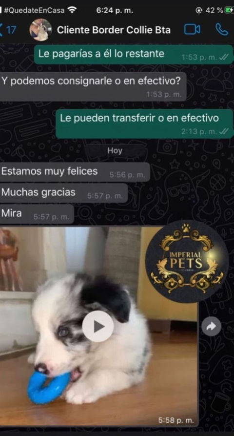 perros de raza - Criadero Imperial Pets