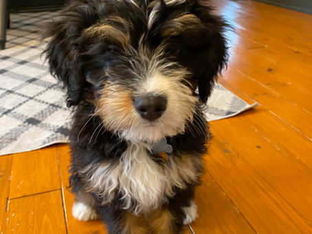 First Night with Puppy