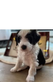 The Morning After – Routines, Potty Plans, and Coffee.  Lots of Coffee.