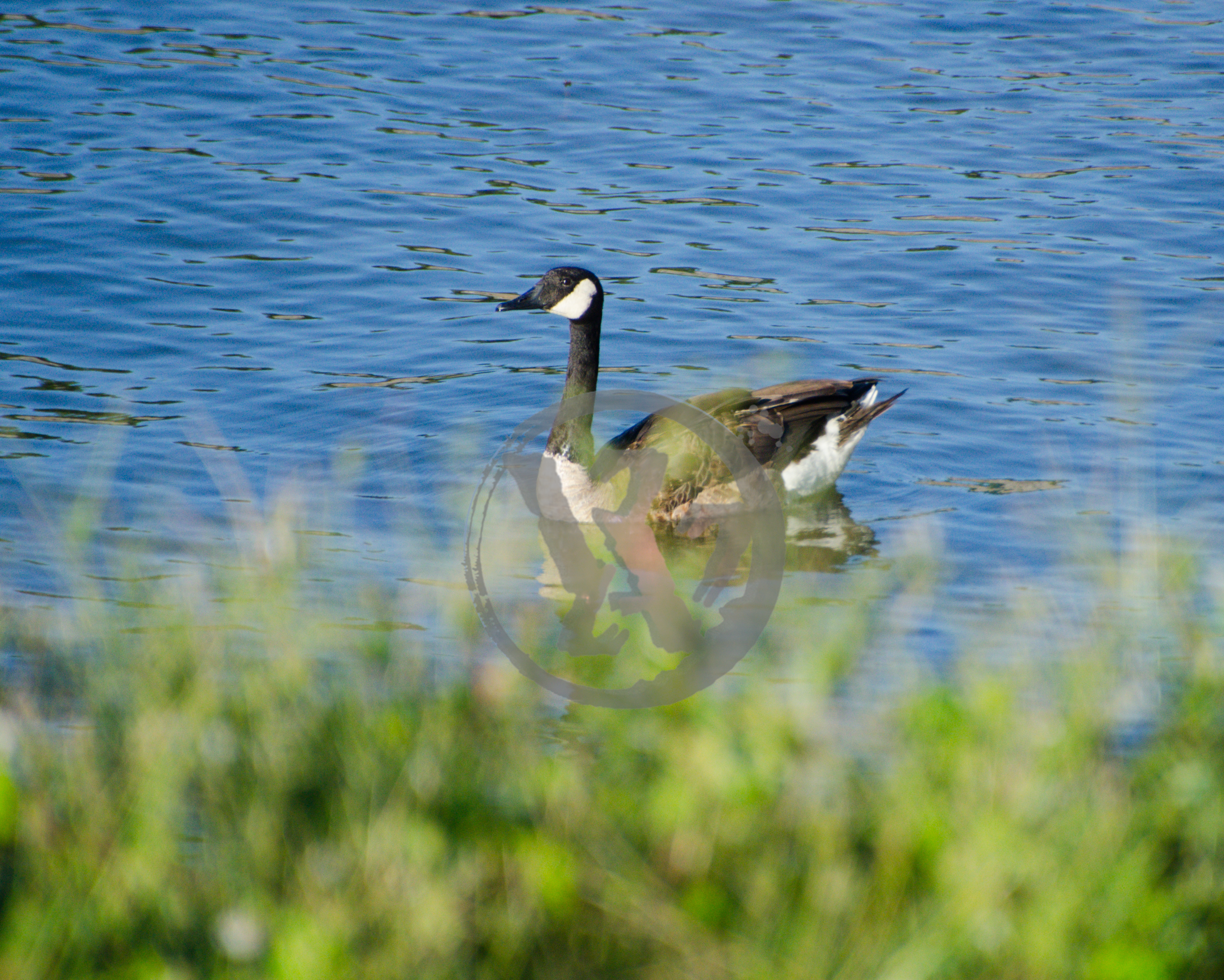Portrait in Blue and Green